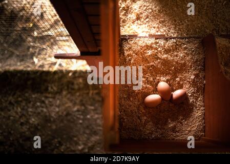 fresh eggs inside a nesting box from a chicken coop Stock Photo