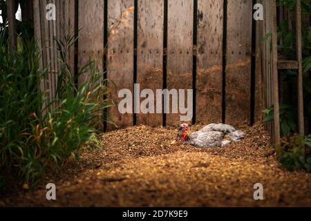 olive egger chicken dust bathing in compost Stock Photo