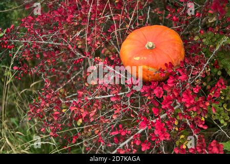 Beautiful autumnal single orange pumpkin lying on shrub of red autumn barberry berries. Autumnal background. Fall vibes. Copy space Stock Photo