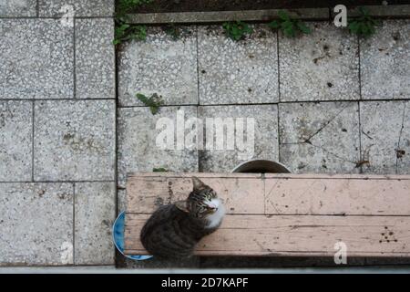 Top view of a cat sitting on a bench against the backdrop of the paving slabs. Stock Photo