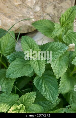 Melissa officinalis fresh leaves close up Stock Photo