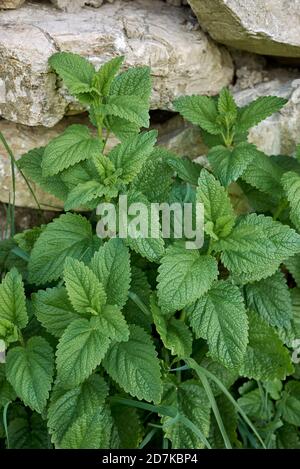 Melissa officinalis fresh leaves close up Stock Photo