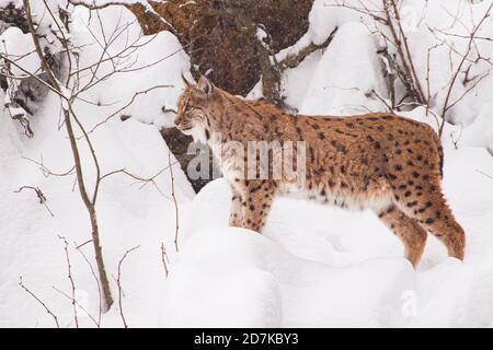 a lynx in the Bayerischer Wald national park in winter Stock Photo