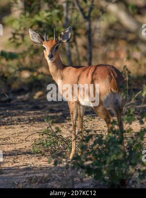 Alert male steenbok antelope looks toward camera while watching for predators in the Greater Kruger Wilderness area in South Africa. Vertical image. Stock Photo