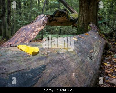 Yellow leaf on a fallen tree trunk in the woods. Autumn landscape. Stock Photo