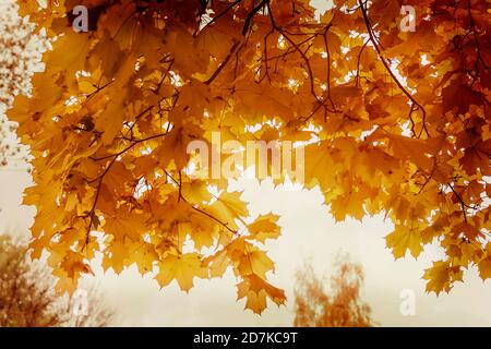 Dark yellow maple leaves in autumn season with blurred background Stock Photo