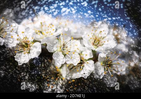 Spring time day. White flowers tree after rain with water drops. Small drops of water on petals. Soft focus and shallow DOF Stock Photo
