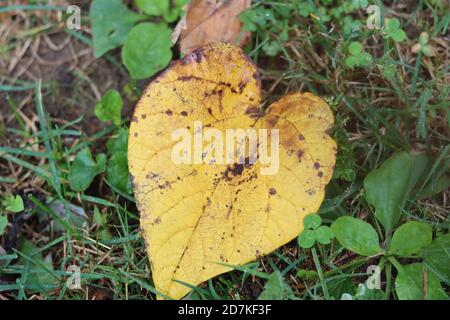 A yellow leaf with brown spots on green grass Stock Photo