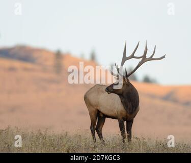 Rocky Mountain Elk (Cervus canadensis nelsoni), Western US Stock Photo