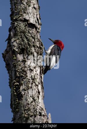 Red-headed Woodpecker (Melanerpes erythrocephalusm), Huntley Meadows Park, VA Stock Photo