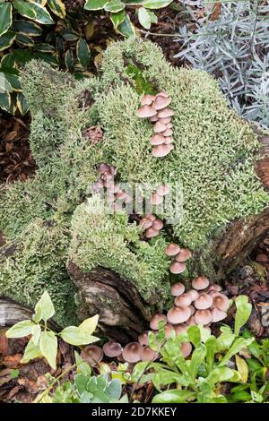 Clustered bonnet mushroom, Mycena inclinata, growing on an old, moss-covered tree stump. Stock Photo