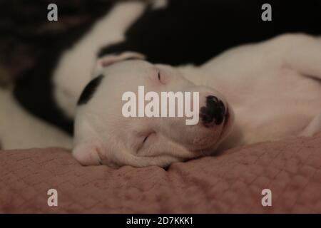 Sleeping whippet puppy. Stock Photo