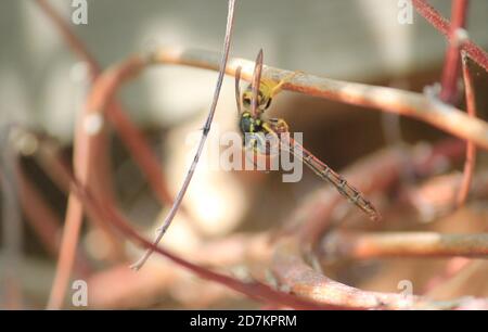 wasp having attacked red darter dragonfly kill or killing is normally something the dragonfly would hunt the wasp Stock Photo