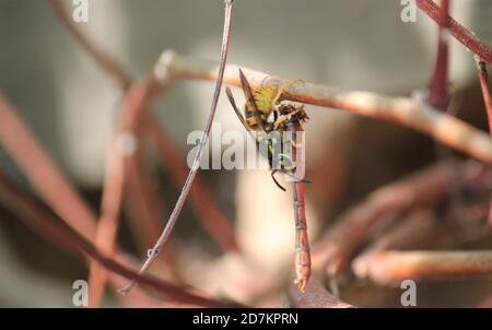 wasp having attacked red darter dragonfly kill or killing is normally something the dragonfly would hunt the wasp Stock Photo