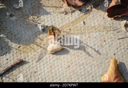 wasp having attacked red darter dragonfly kill or killing is normally something the dragonfly would hunt the wasp Stock Photo