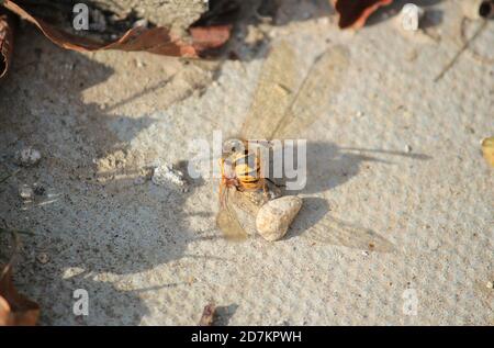 wasp having attacked red darter dragonfly kill or killing is normally something the dragonfly would hunt the wasp Stock Photo