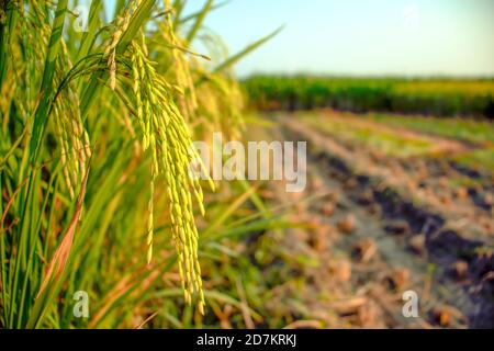 Rip paddy plant after farmer harvesting or cutting rice tree Stock Photo
