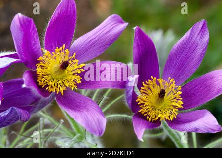 Pulsatilla chinensis Pasque flower, Spring flowers Purple April Stock Photo