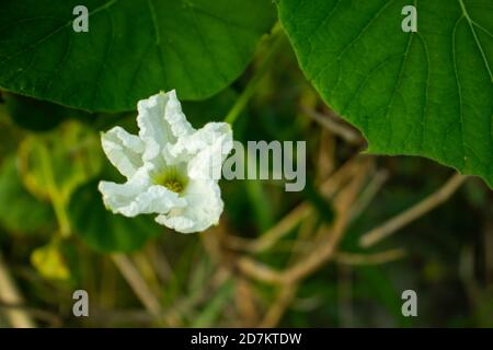 Lagenaria siceraria or white-flowered gourd flowers that the world's first vegetable Stock Photo