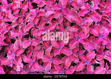 Bushes of Coleus Blum growing in park. Stock Photo