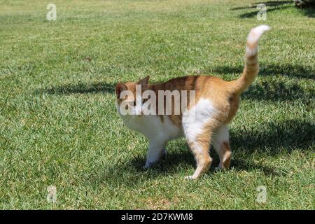 Cute ginger cat looking back while walking on the grass Stock Photo