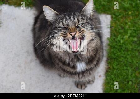 Siberian Forest cat yawning It is large breed with long dense coat and the head is modified wedge shape with rounded contours and very expressive eyes Stock Photo