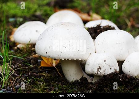 Agaricus mushrooms on a meadow in autumn Stock Photo