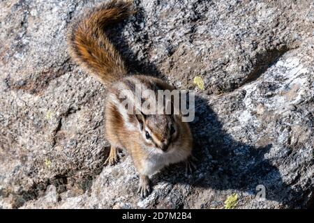 Chipmunk at Bear Lake in Rocky Mountain National Park Stock Photo