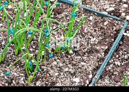 Tiny onion seedlings sprout in nursery pots Stock Photo