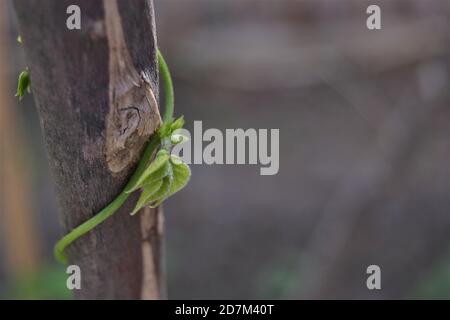 Green ivy wrapped around the branch. Green bean sapling wrapped around a wooden tree branch. Close up photo. Stock Photo
