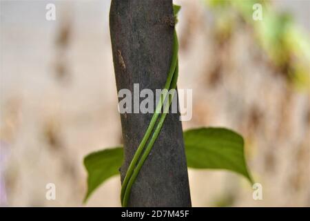 Green ivy wrapped around the branch. Green bean sapling wrapped around a wooden tree branch. Close up photo. Stock Photo