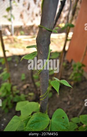 Green ivy wrapped around the branch. Green bean sapling wrapped around a wooden tree branch. Close up photo. Stock Photo