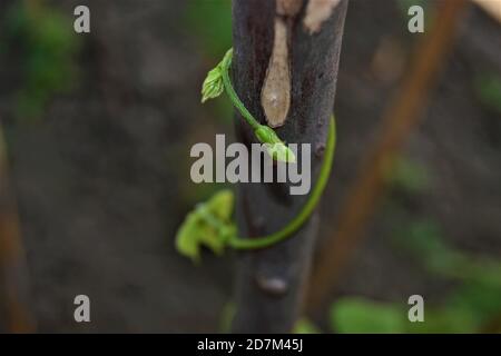 Green ivy wrapped around the branch. Green bean sapling wrapped around a wooden tree branch. Close up photo. Stock Photo