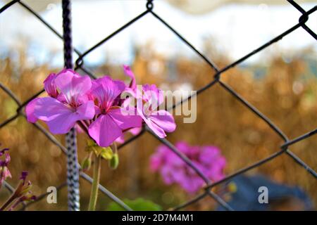 Purple flowers and fence wire. Purple flowers and blurred dried sweet corns and  yellow background and fence wires in front of them. Stock Photo