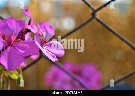 Purple flowers and fence wire. Purple flowers and blurred dried sweet corns and  yellow background and fence wires in front of them. Stock Photo