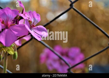 Purple flowers and fence wire. Purple flowers and blurred dried sweet corns and  yellow background and fence wires in front of them. Stock Photo