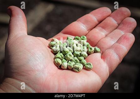 Closeup of a hand holding pea seeds Stock Photo
