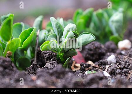 Macro view of new pea shoot leaves Stock Photo