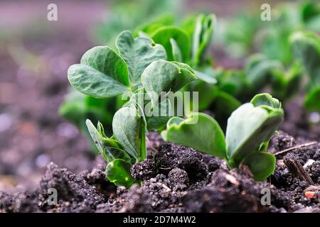 Macro view of pea plants seedlings growing in the soil Stock Photo