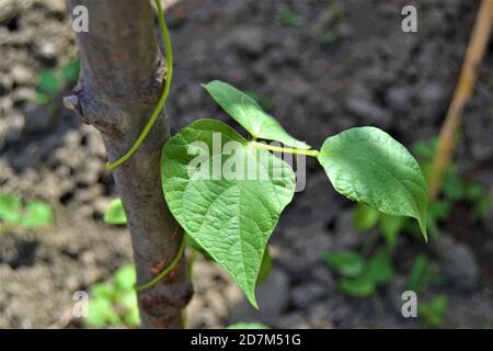 Green ivy wrapped around the branch. Green bean sapling wrapped around a wooden tree branch. Close up photo. Stock Photo