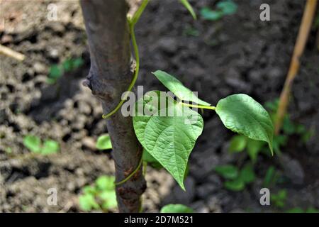 Green ivy wrapped around the branch. Green bean sapling wrapped around a wooden tree branch. Close up photo. Stock Photo