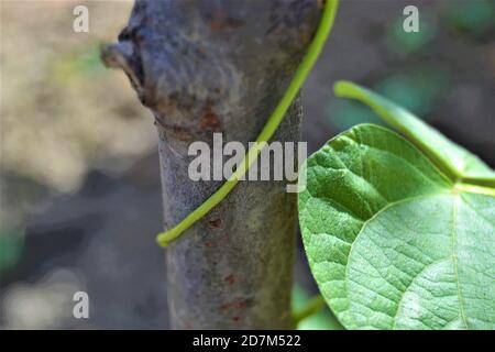 Green ivy wrapped around the branch. Green bean sapling wrapped around a wooden tree branch. Close up photo. Stock Photo