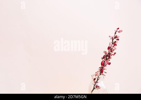 Dry flowers. A branch of dry barberry in a vase on a pink background. Autumn concept Stock Photo