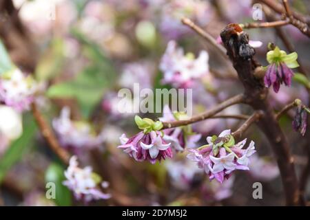 Daphne  adora ,the pale-pink flowering evergreen plant with sweet fragrant Stock Photo