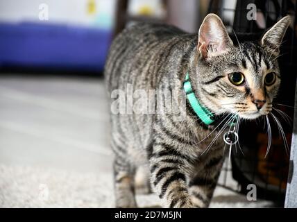 close up Tabby cat stalking inside ground view Stock Photo