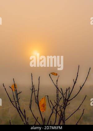 Mysterious spider on orange background Stock Photo - Alamy