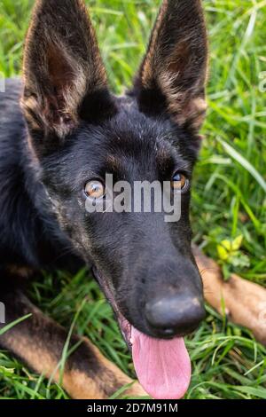 King shepherd best sale all black