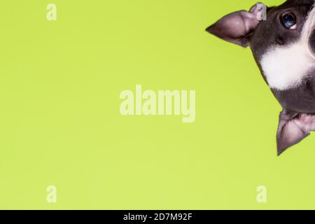 Funny head of a Boston Terrier dog looks out on a green background. Copy space.  Stock Photo