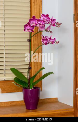 Close up texture view of beautiful purple and white elegant flower blossoms on a phalaenopsis orchid plant (moth orchid) with white background Stock Photo