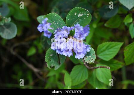 Margaret flower field On Khao Kho, Thailand Beautiful purple flowers,  Margaret flowers, are popular for planting as ornamental plants. and convey  sincerity, true love 14567970 Stock Photo at Vecteezy